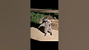 Pedro Pedro Pedro - Raccoon 🦝 Bro admits his crime 😂 #youtube #shorts #edit #mrit