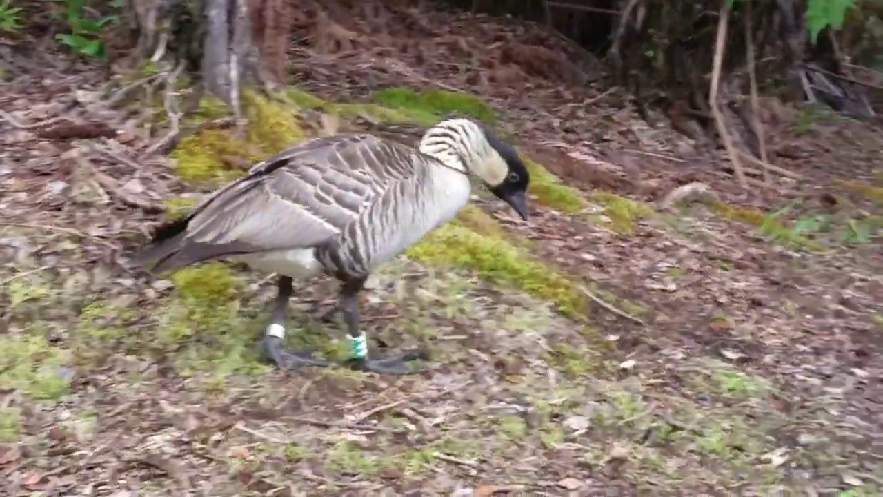 Nene - Hawaiian State Bird at Volcanoes National Park (Big Island