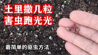 最简单的驱虫方法害蟲瞬間不見了 【种菜养花  驱虫杀虫】花椒除虫小妙招