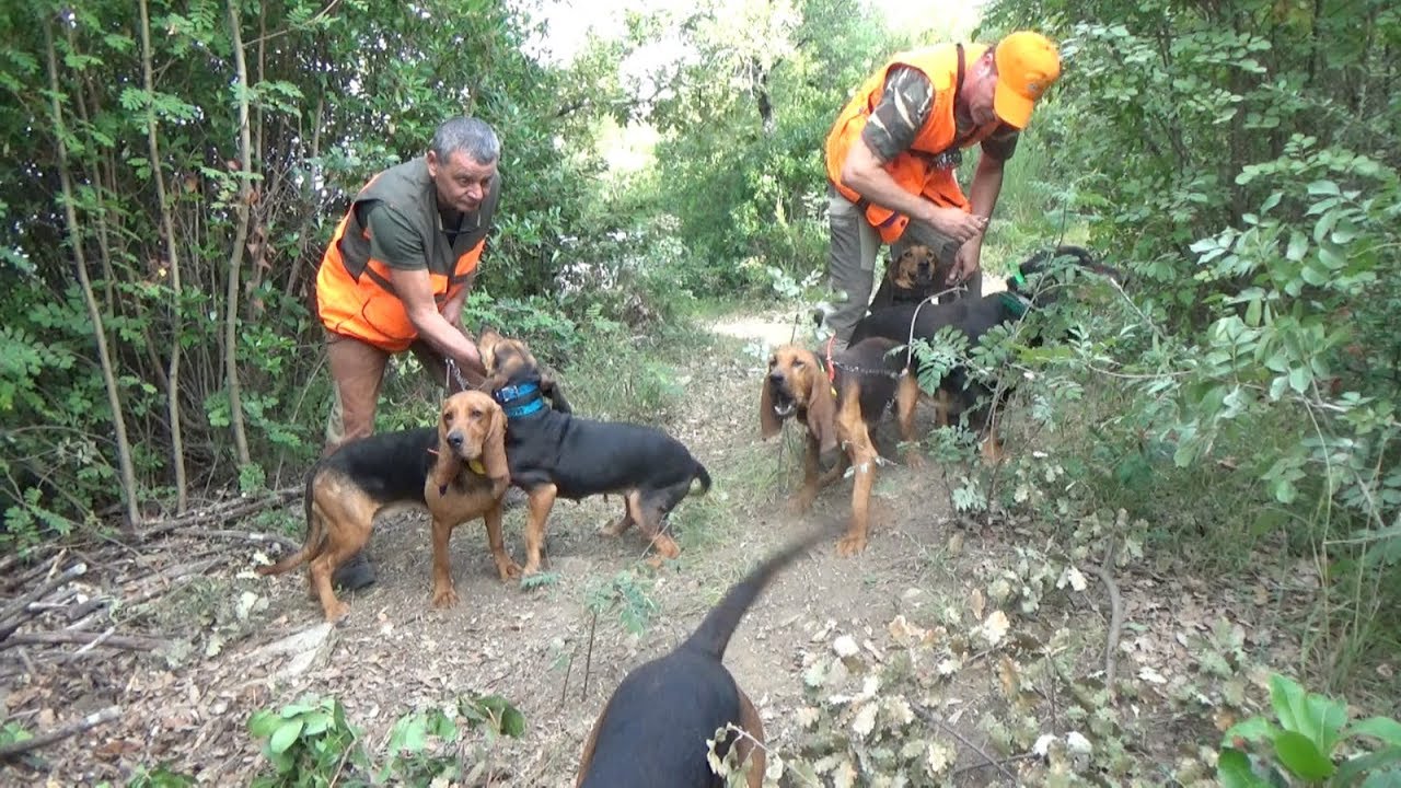 TEAM di ALESSANDRO SAVASTANI - ULISSE - Gara Cinofila su Cinghiale con abbattimento