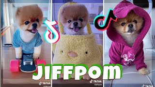 CUTEST JIFFPOM dog TikTok videos compilation 2020 | Funny dogs