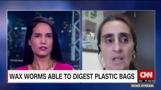 Can plastic-eating worms save the world?