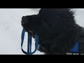 Funniest Dog ever! Newfoundland dog playing in the snow