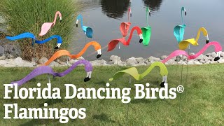 Florida Dancing Birds®, Flamingos