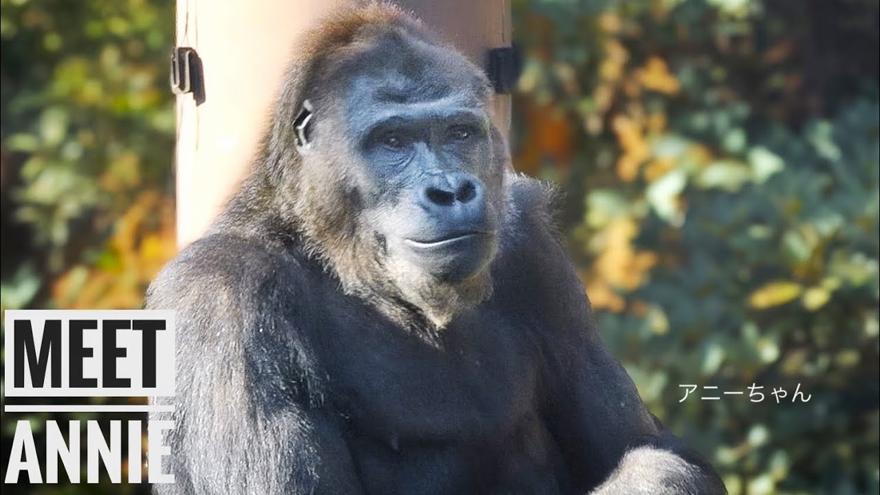 Новости об ЭННИ и ГЕНТАРО! | Самка гориллы преодолевает трудности | Дочь Шабани