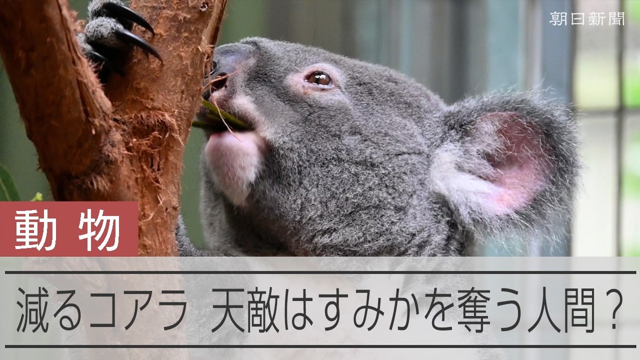 Are Humans the Natural Enemy of Declining Koala Populations