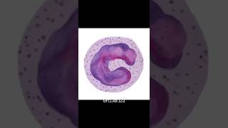 TLC DLC &amp; Eosinophil Count 🩸 | Blood Test Report Kaise Samjhe? #youtubeshorts #shortsfeed #shorts