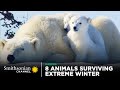 8 Animals Surviving Extreme Winter 🥶 Smithsonian Channel