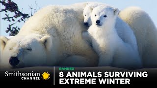 8 Animals Surviving Extreme Winter  Smithsonian Channel