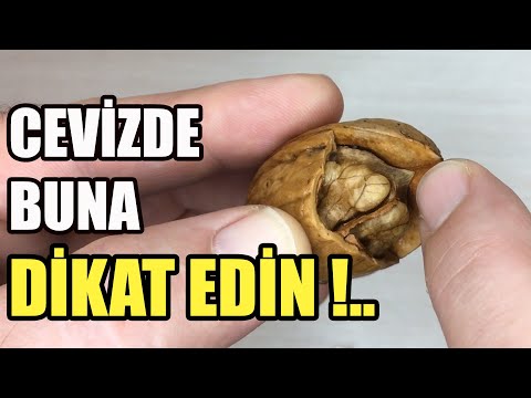 Video: Qoz ağaclarını qablarda yetişdirə bilərsiniz - Konteynerlərdə qoz-fındıq yetişdirmək üçün məsləhətlər