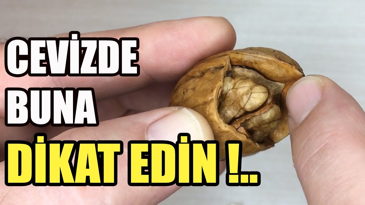 Устройство для проращивания и сбора грецкого ореха