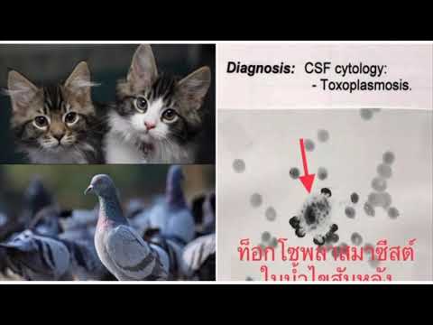 วีดีโอ: Toxoplasmosis ในแมว