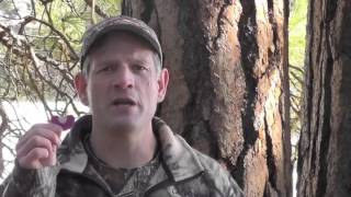 Elk - How To Make Bull and Cow Sounds