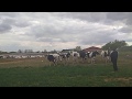 Cows Reacting To Burps - Part 2