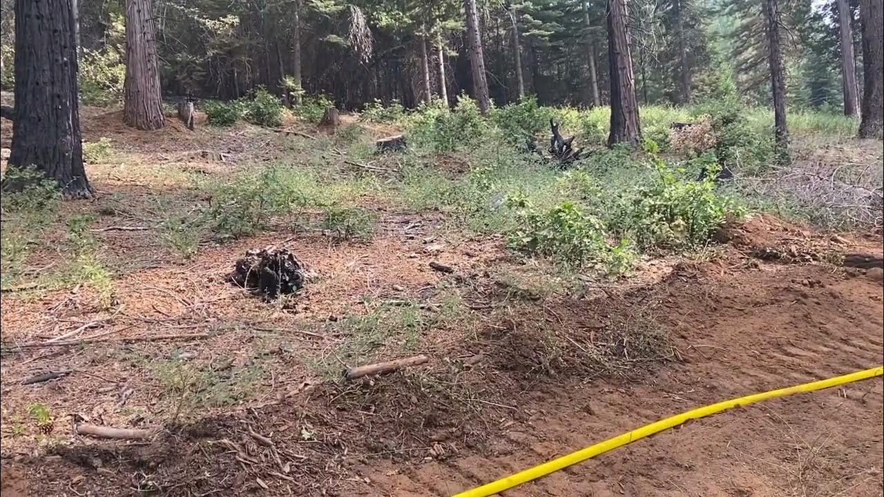 Blodgett Forest Research Station PostMosquito Fire, September 2022