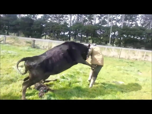 Mother Cow Protects Baby Calf, Attacks Dairy Farmer class=