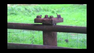 A Twitchers Weekend Away