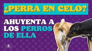 ¿A qué distancia puede un perro macho detectar a una perra en celo?