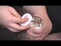 Santé du chat : bien le manipuler pour lui faire ses soins