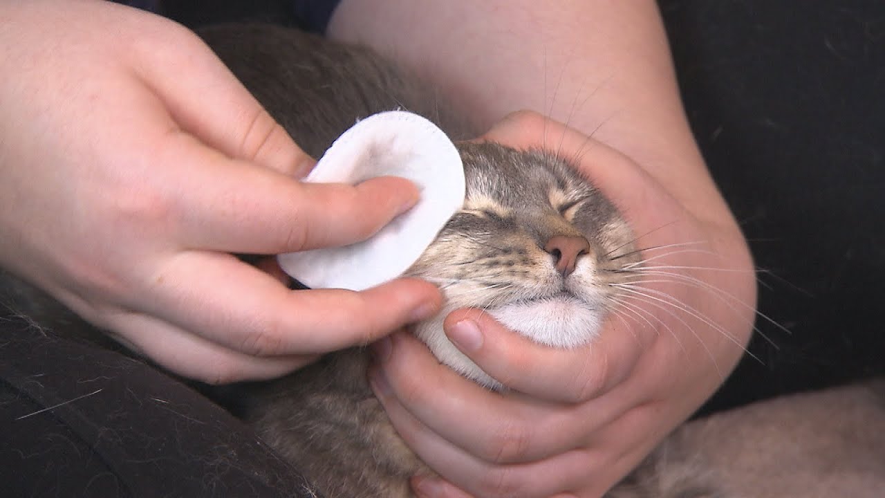 Santé Du Chat Bien Le Manipuler Pour Lui Faire Ses Soins