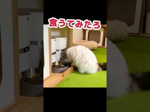 盗み食いがバレバレの猫 #Shorts