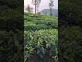 #keralabeauty #teaestates #munnar #kumali #eveningvibes