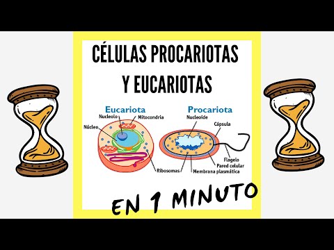 Video: Membrana celulară este procariotă sau eucariotă?