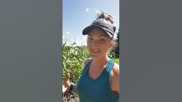 How to Harvest and Store Potatoes