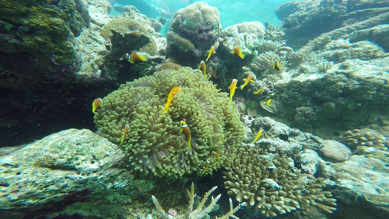 Snorkeling around clownfish in the Maldives - YouTube