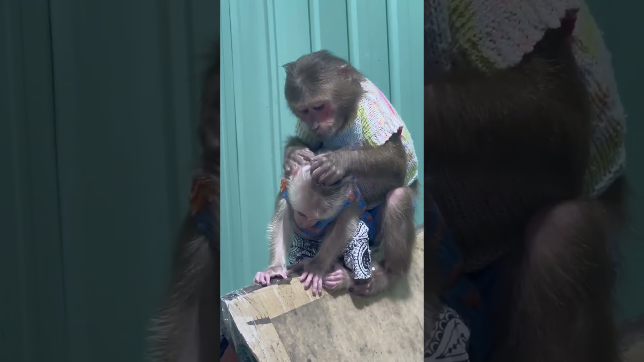 Asher is so smart to take care of Monkey baby Theo 