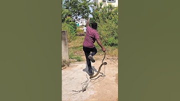 #Indian #Rat snake Rescue non venomous