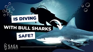Is diving with BULL SHARKS dangerous?