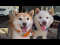 超久しぶりのお出かけ散歩が嬉しくてウキウキニコニコの柴犬夫婦かわいい