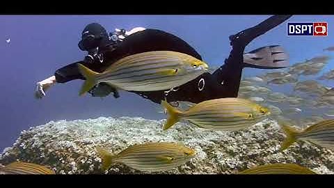 Beautiful lifes underwater l DSPT TV