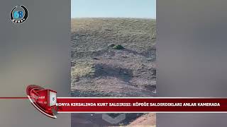 KONYA KIRSALINDA KURT SALDIRISI KÖPEĞE SALDIRDIKLARI ANLAR KAMERADA!