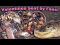 Giving our Reptiles their Valentines!