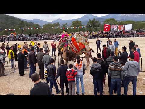 Konyaaltı Deve Güreşlerinde Deve Saldırısı Camel Attack