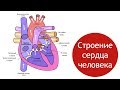 Строение сердца человека, круги кровообращения