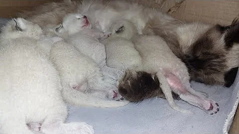 Watch the video about Sweet moments for siamese kittens