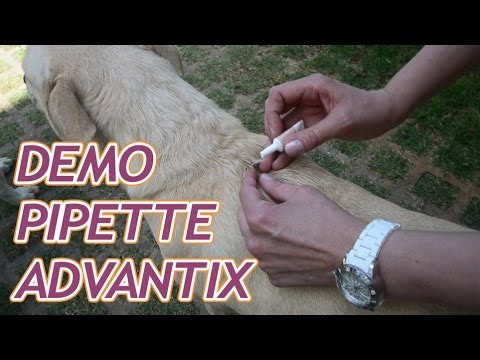 Vidéo: K9 Advantix - Liste De Médicaments Et D'ordonnances Pour Animaux De Compagnie, Chiens Et Chats