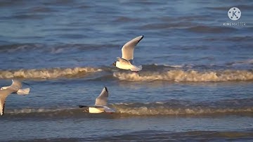 مسجد ام درمان كبير القارئ مصطفى امام مسجد ام درمان كبير