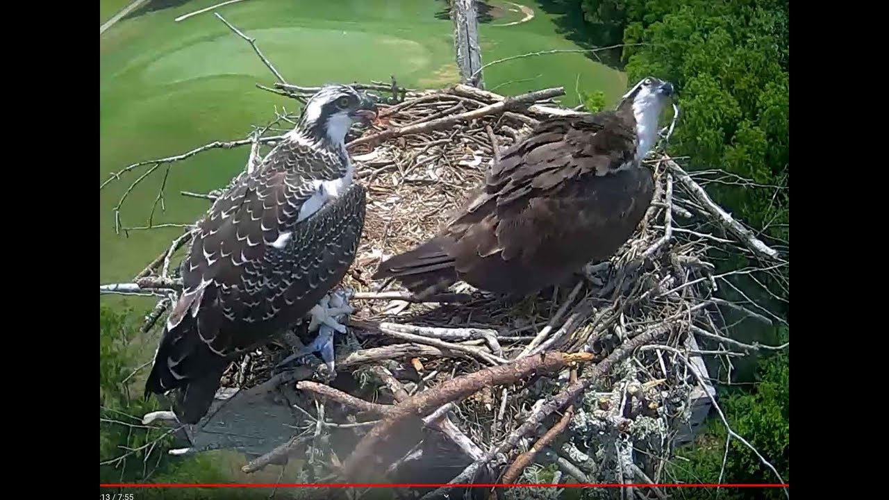 Glenlakes Osprey Nest Live Now