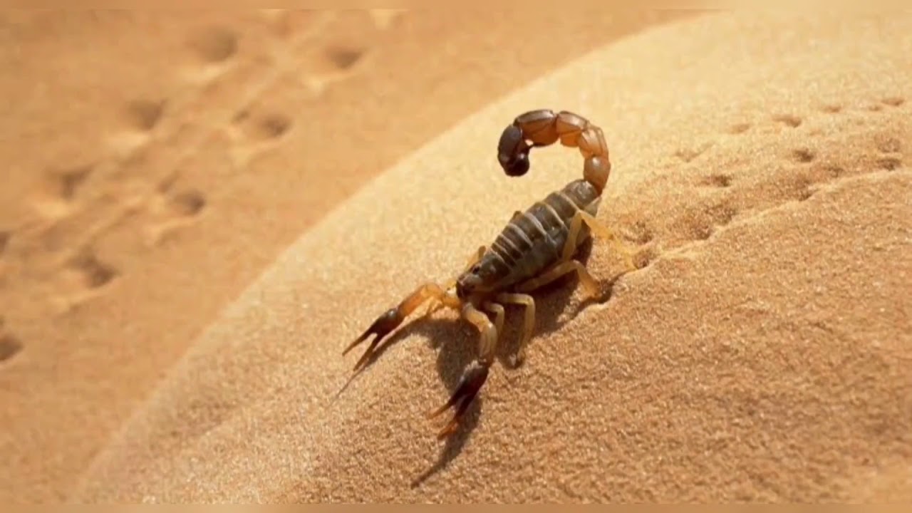 Chapter 10: Animals Without Bones