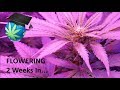 Lex's Mars Hydro LED Grow Journal - 2 Weeks Into Flowering