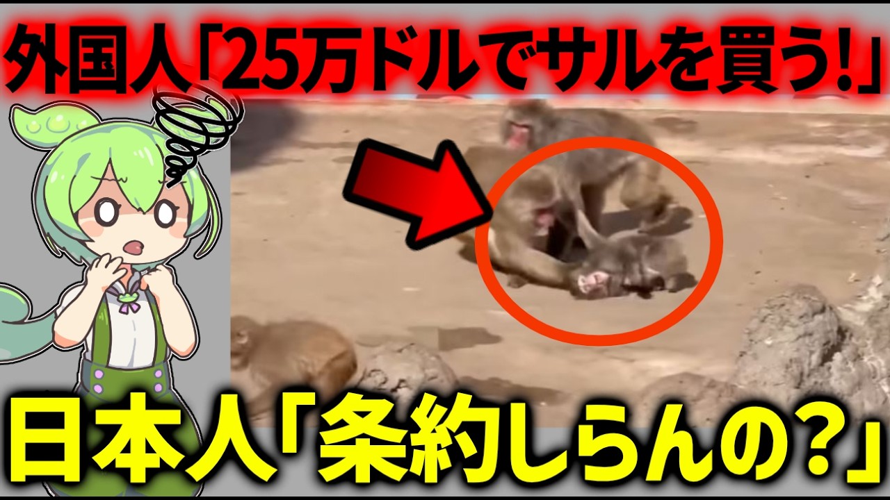 海外「日本は何をやってるんだ！私がサルを引き取る！」海外大富豪さんに日本から批判が殺到する【ずんだもん解説、海外の反応】