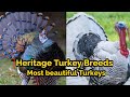 Best Turkey Breeds in The World | Heritage Turkey Breeds | 5 Most Beautiful Turkey Breeds