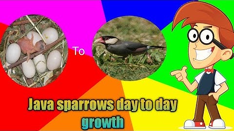 Java sparrow babies growth from day one to day 28