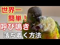 インコにひどい呼び鳴きをやめさせる対策5選！防音アイテムも紹介！