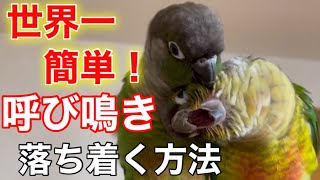 インコにひどい呼び鳴きをやめさせる対策5選！防音アイテムも紹介！