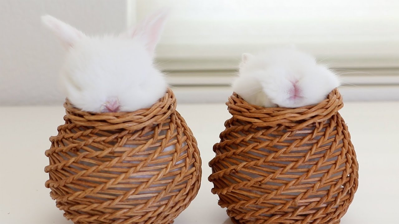 Two Bunnies Two Baskets Youtube